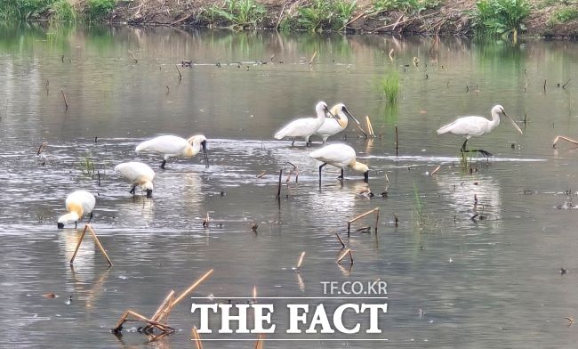 연꽃테마파크서 먹이활동 하는 철새들 모습 /시흥시