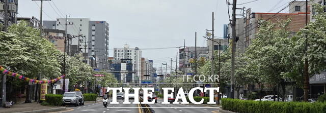 천안시 쌍용대로가 가로수 이팝나무 꽃이 하얗게 물들인 도로 모습./정효기 기자