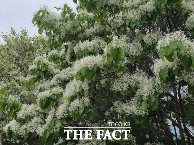 천안시 번영로가 이팝나무 꽃이 만개해 새하얀 꽃길을 만들어 놓았다. /정효기 기자