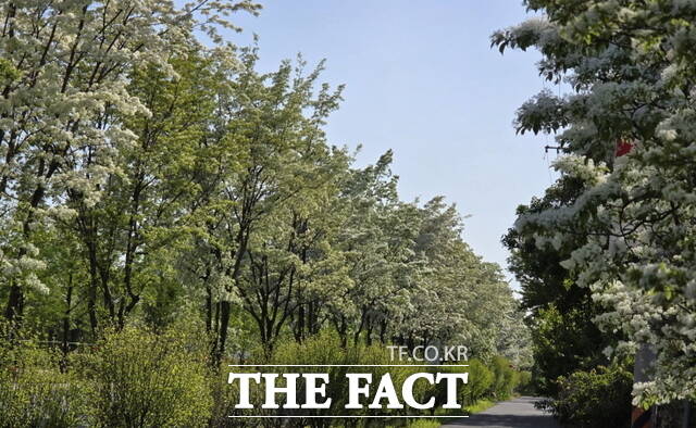 천안시 번영로가 이팝나무 꽃이 만개해 새하얀 꽃길을 만들어 놓았다. /정효기 기자
