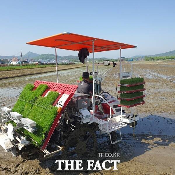 충남 공주시가 지난 4일 쌍신동 일대 장교순 농가의 논에서 본격적인 모내기철을 맞아 올해 첫 모내기를 하고 있다. /공주시