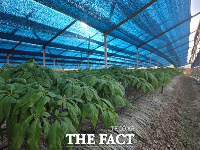 인삼 해가림 시설. /충남도