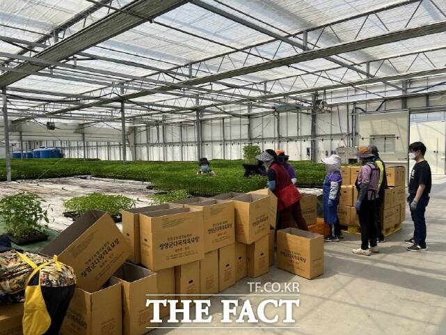 청양군이 다목적육묘장에서 재배된 고추묘를 배송하기 위해 박스에 포장하고 있다. /청양군