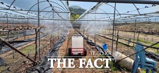 가평군의 무인방제시스템 시범 사업을 통해 도입된 이동형 포도 과원 맞춤형 스마트 방제기가 한 포도 농가에서 방제 작업을 하고 있다./가평군