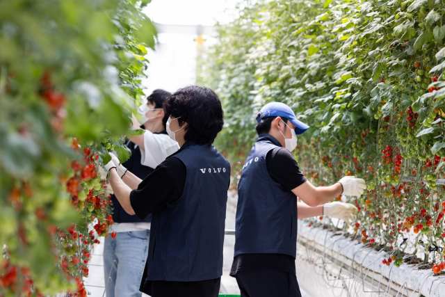 볼보자동차코리아는 지난달 16·23·30일 총 3일간 푸르메소셜팜에서 임직원 봉사활동을 진행했다. /볼보자동차코리아