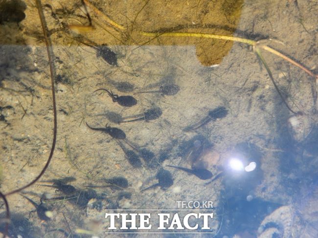 연꽃테마파크에서 헤엄치는 두꺼비 올챙이들 /시흥시