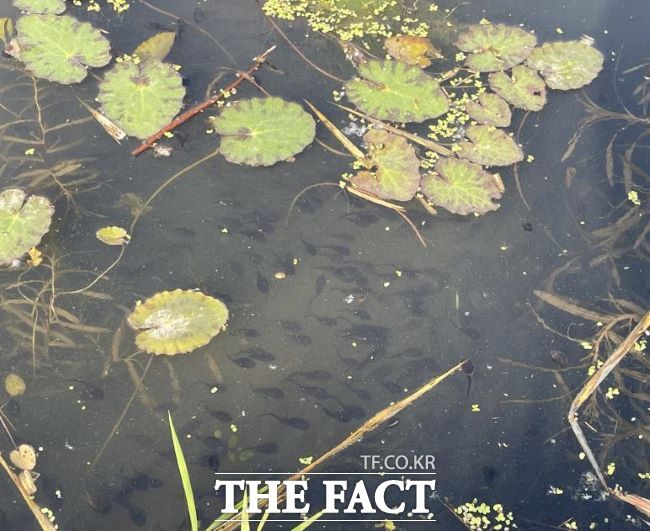 연꽃잎 사이로 헤엄치는 두꺼비 올챙이들 /시흥시