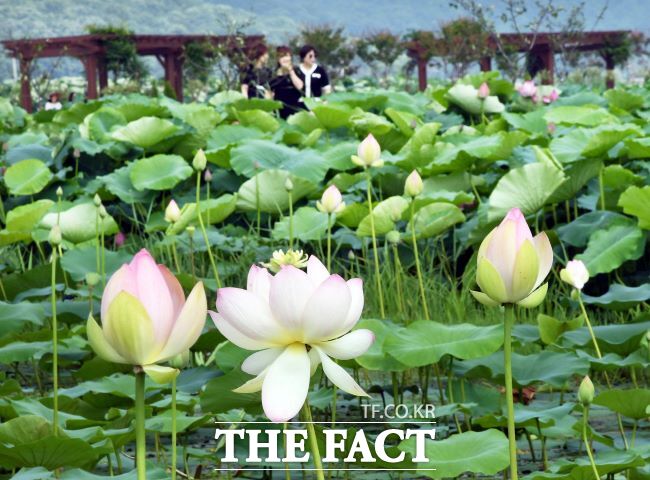연꽃테마파크에 핀 연꽃 /시흥시