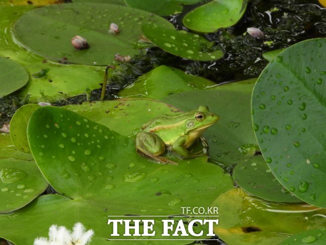 연꽃테마파크에 서식하는 금개구리 /시흥시