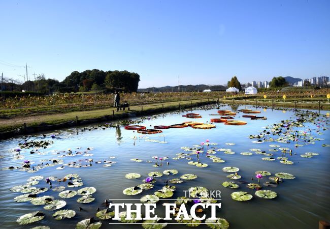 연꽃테마파크 전경 /시흥시