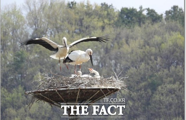 예산군 황새공원 내 황새 둥지에서 어미 황새가 새끼들에게 먹이를 먹이고 있는 모습이 지난 4월 카메라에 잡혔다./ 예산군
