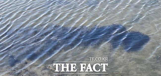 연꽃테마파크에서 헤엄치는 두꺼비 올챙이떼 /시흥시