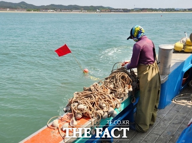 태안군 소원면 의항리에서 12일 주꾸미 산란시설물을 설치하고 있는 모습./ 태안군