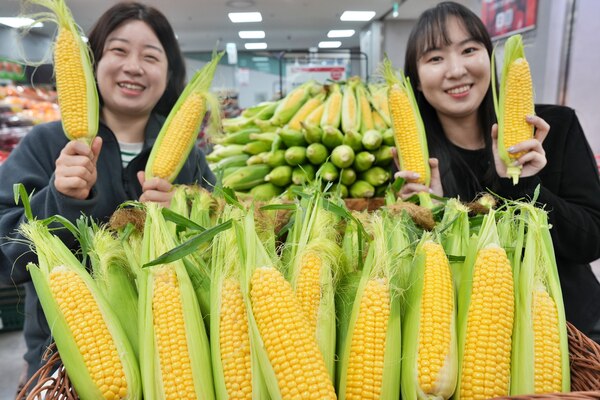 롯데마트와 롯데슈퍼가 오는 15일부터 초당옥수수 판매를 시작한다. /롯데마트