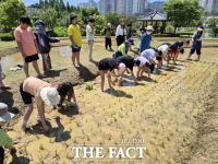  시흥시, 초등생 모내기 체험 ‘쌀의 여행’ 진행