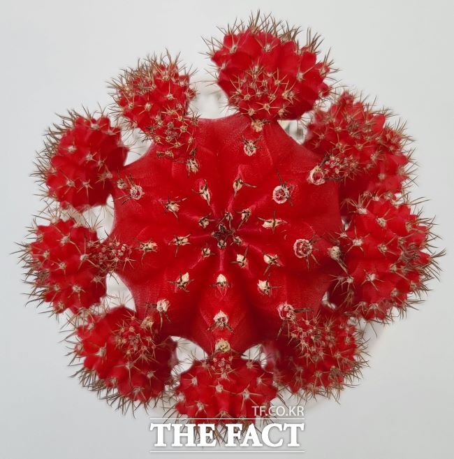 비모란선인장 레드윈/경기도농업기술원