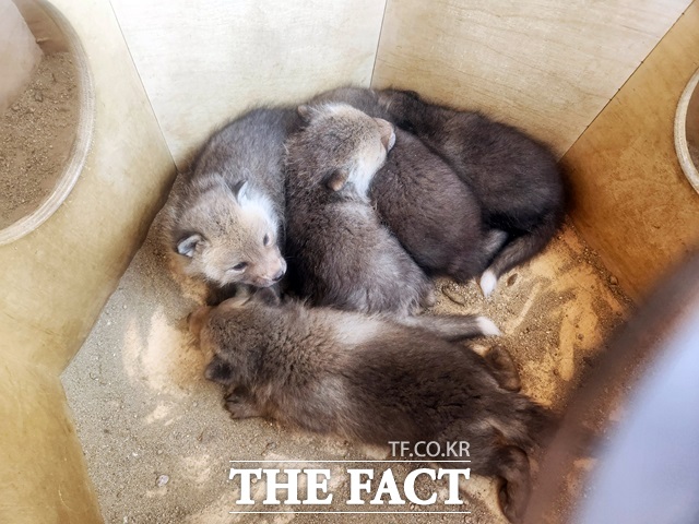 토종 동물 여우./서울시