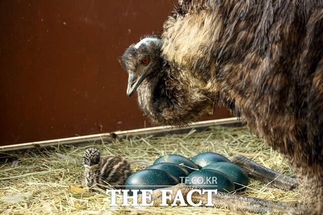 에뮤와 아기 에뮤./서울시