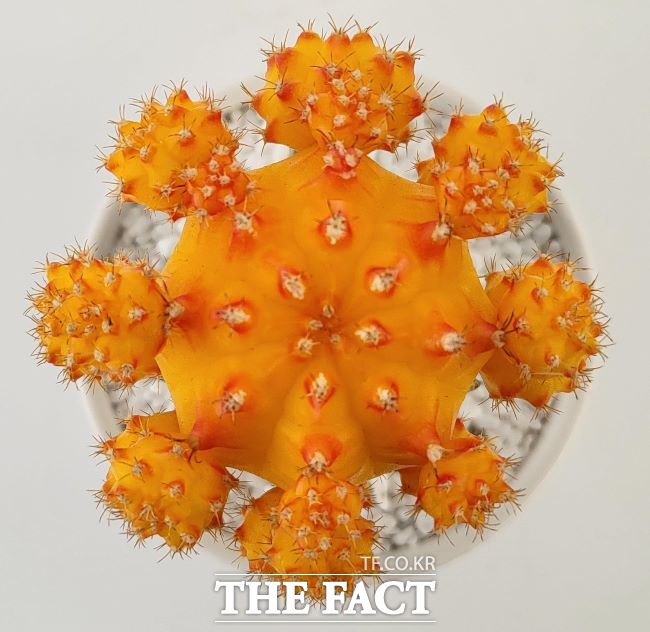 비모란선인장 예로우윈/경기도농업기술원