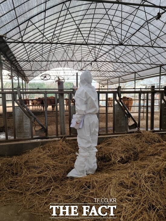 경기도 관계자가 축산 악취 상황을 점검하기 위해 경기도 내 한 축산 농가를 찾아 관리 실태를 확인하고 있다. /경기도