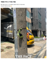  전봇대에 주렁주렁…반려견 배설물 무단투기 기승