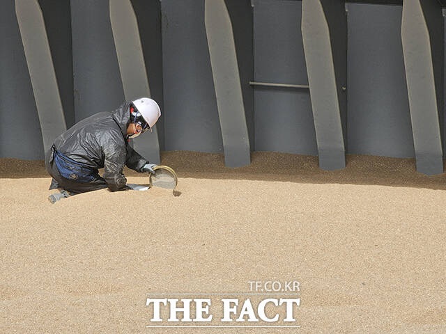 검역관이 소맥분 8000톤이 실린 선창에서 채를 이용해 소맥을 육안으로 선별하는 방식으로 정밀 검사를 하고 있다./인천=박은평 기자