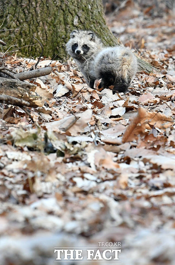 서울시보건환경연구원(이하 연구원)은 전국 지자체 최초로 도심에 출몰하는 야생 너구리를 대상으로 인수공통감염병 10종과 개과 동물 주요 질병 13종에 대한 질병 모니터링을 본격적으로 실시한다고 20일 밝혔다. /더팩트 DB