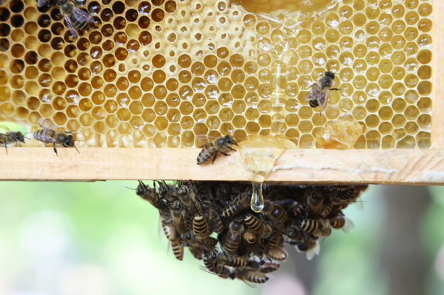 LG는 최근 경기도 광주시 곤지암의 생태수목원인 화담숲 인근 정광산에 토종 꿀벌 서식지를 조성했다. /LG