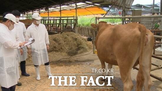 경기도가 지난해 개최한 경기도 한우경진대회에서 심사위원들이 출품된 한우를 심사하고 있다. /경기도