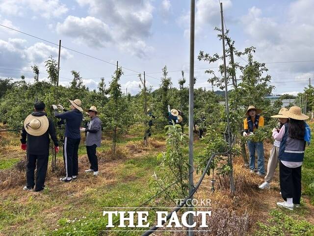 21일 충남교육청 직원들이 예산 지역의 한 사과 농가를 찾아 적과 작업 일손 돕기를 진행하고 있다. /충남교육청