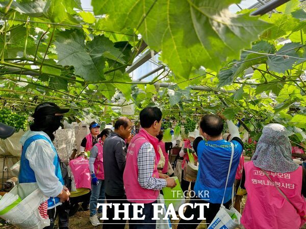 고향주부모임대전시지회 행복나눔봉사단 등 30여명이 21일 대전 동구 삼괴동 포도농가를 찾아 농촌일손 돕기에 나서고 있다. /대전농협