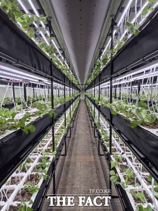 경기 고양시가 전국에서 처음으로 마두 지하보도에 조성한 딸기 스마트팜의 모습./고양시