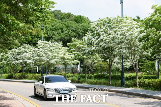 왕곡천 산책로에 핀 이팝나무 꽃 /의왕시