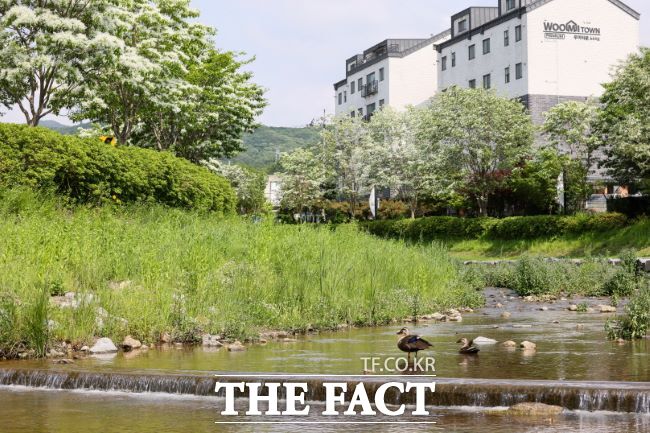 왕곡천 산책로에 핀 이팝나무 꽃 /의왕시