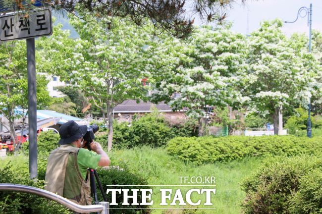 왕곡천 산책로에 핀 이팝나무 꽃 /의왕시