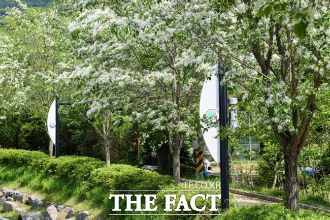 왕곡천 산책로에 핀 이팝나무 꽃 /의왕시