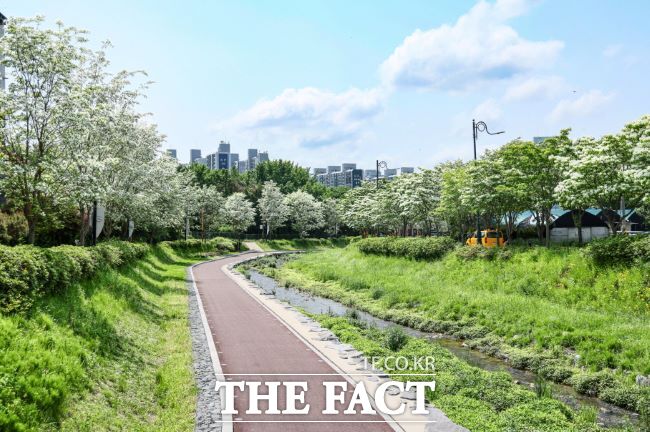 왕곡천 산책로에 핀 이팝나무 꽃 /의왕시