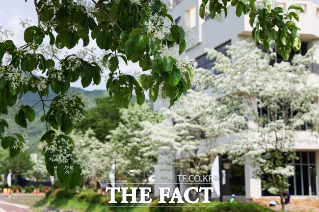 왕곡천 산책로에 핀 이팝나무 꽃 /의왕시