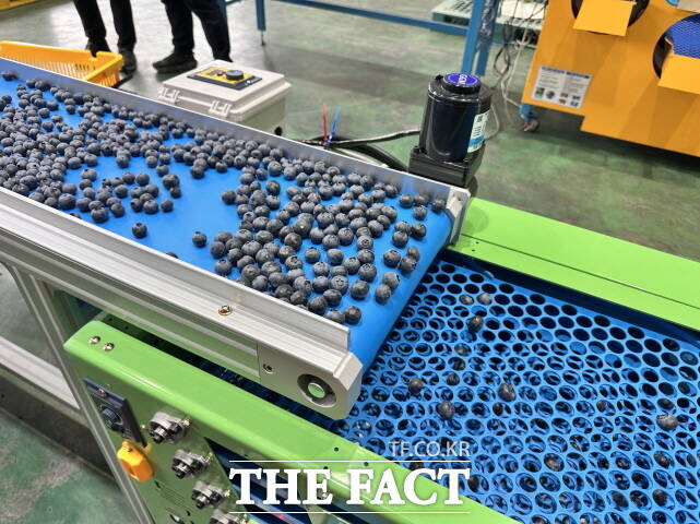 23일 ‘솔잎블루베리 공선회’가 정산농협 경제센터에서 올해 첫 생산된 블루베리에 대해 공동선별 작업을 펼치고 있다. /청양군