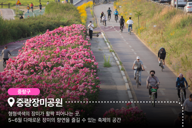 서울시가 매력 명소 서울에디션 25 선정에 나선다. 사진은 중랑장미공원 /서울시