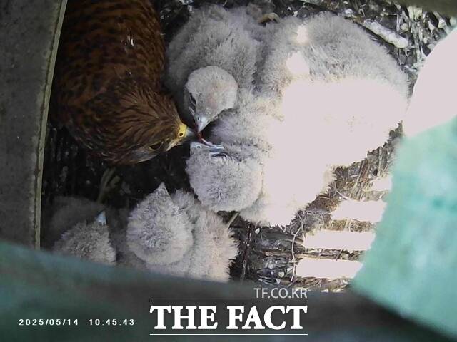 천연기념물 황조롱이가 현대제철 당진제철소 생산설비에 둥지를 틀어 화제가 되고 있다. /현대제철