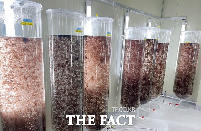 전북도 수산기술연구소 김 종자 배양 기술개발 모습 /전북도