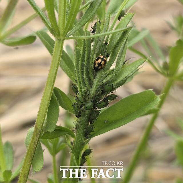 무당벌레 /충남도