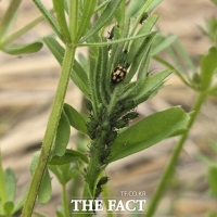  충남도 농기원, 천적곤충 활용한 친환경 농업 확대