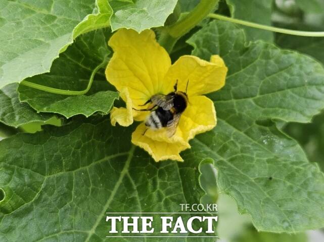 충남 청양군이 전 세계적인 꿀벌 실종 사태로 위기에 빠진 멜론 농가를 지원하기 위해 돌파구를 적극 마련하고 있다. /청양군