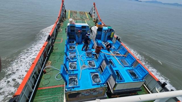 쥐노래미 종자를 바다에 방류하고 있다./신안군