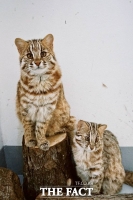  경기도 야생동물구조관리센터, 탈진 삵 3마리 구조 후 자연 방생