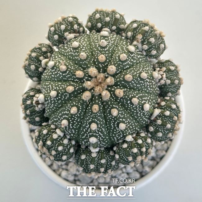 아스트로피튬 쿠키볼. /경기도농업기술원