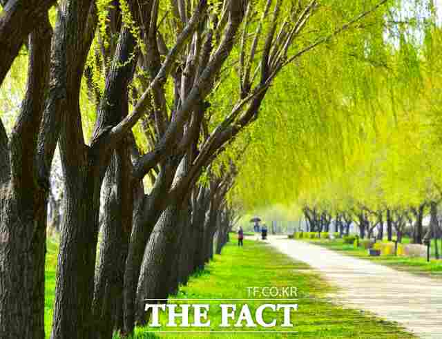 당진 합덕제 버드나무 전경. /당진시