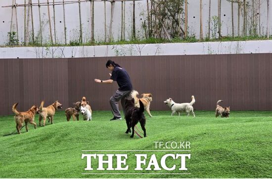 반려마루 여주 관계자가 경북 산불피해 현장에서 구조돼 위탁보호하고 있는 보호견들의 운동을 통해 사회화 활동을 돕고 있다. /경기도